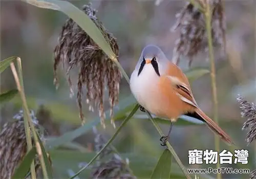 文須雀的形態特徵