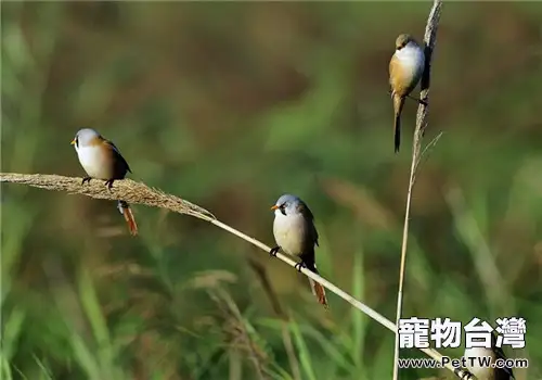 文須雀的飼養知識