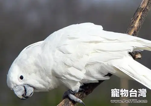雨傘鳳頭鸚鵡的護理知識