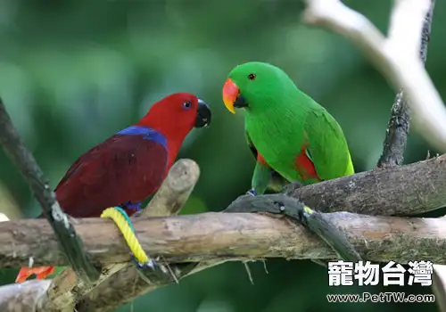 折衷鸚鵡品種簡介(1圖)-寵物台灣