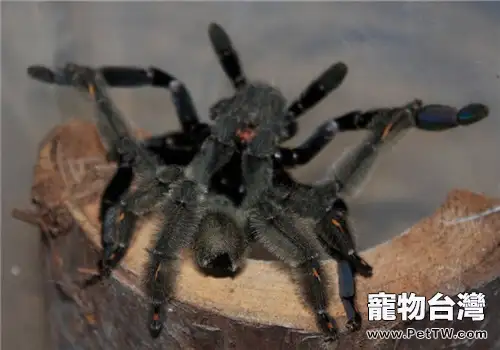 委內瑞拉太陽虎的飼養知識(1圖)-寵物台灣