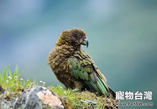 啄羊鸚鵡品種簡介(1圖)-寵物台灣
