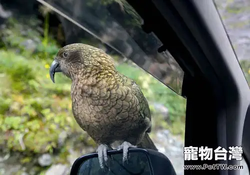 啄羊鸚鵡吃什麼(1圖)-寵物台灣
