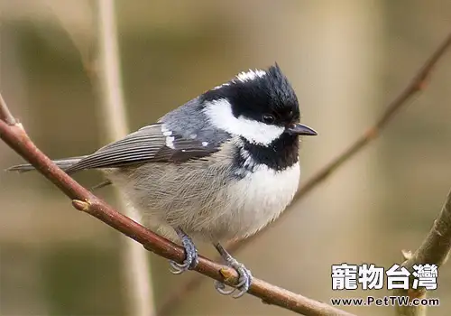煤山雀品種簡介(1圖)-寵物台灣