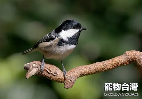 煤山雀形態特徵