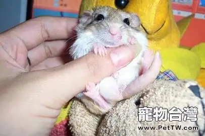 通心粉鼠的該如何飼養
