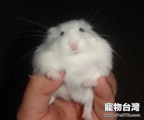 該如何照顧年老的鼠鼠