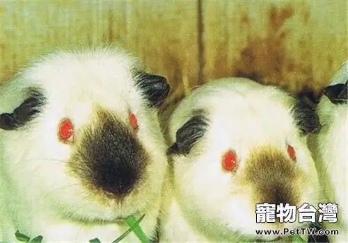 喜馬拉雅天竺鼠的飼養知識(1圖)-寵物台灣