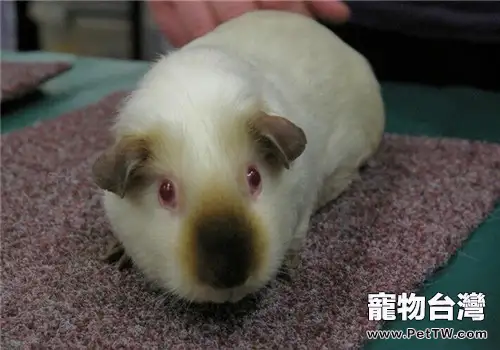 喜馬拉雅天竺鼠的餵食要點(1圖)-寵物台灣