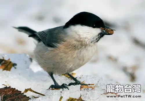 煤山雀的生活環境如何