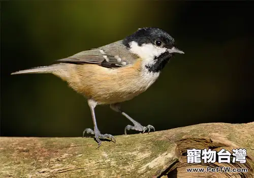 煤山雀的餵食要點