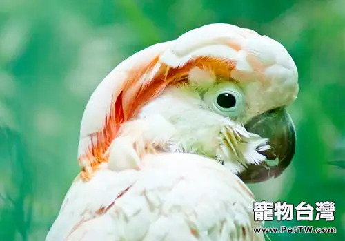 摩鹿加鳳頭鸚鵡品種簡介