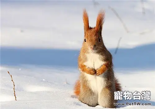 雪地松鼠的餵食要點