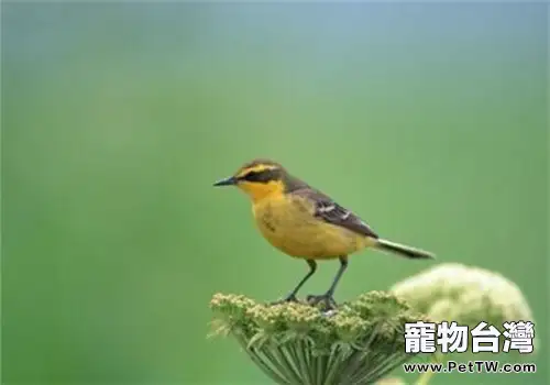 雲雀的品種簡介(1圖)-寵物台灣