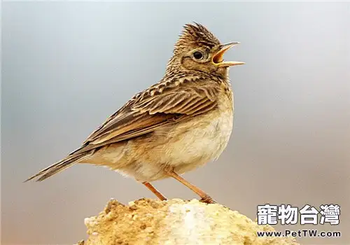 雲雀的生活環境