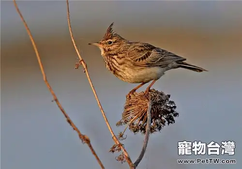 雲雀的飼養知識(1圖)-寵物台灣