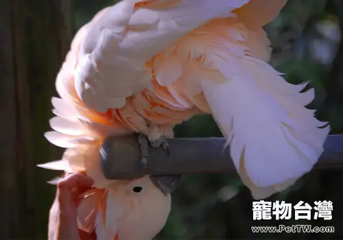 摩鹿加鳳頭鸚鵡形態特徵(1圖)-寵物台灣