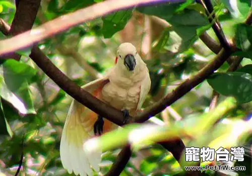 摩鹿加鳳頭鸚鵡的生活環境如何