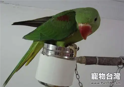 亞歷山大鸚鵡的品種簡介(1圖)-寵物台灣