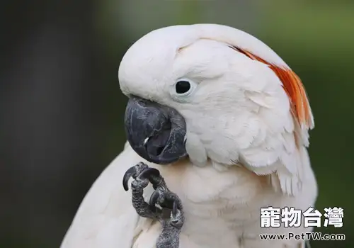 摩鹿加鳳頭鸚鵡的餵食及繁殖要點(1圖)-寵物台灣