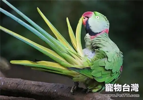 亞歷山大鸚鵡的形態特徵(1圖)-寵物台灣