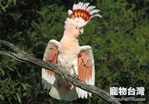 摩鹿加鳳頭鸚鵡的護理要點(1圖)-寵物台灣