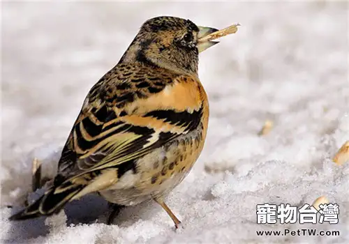 燕雀的飼養知識