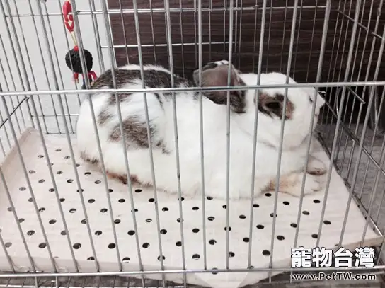 兔子及其飼養注意事項