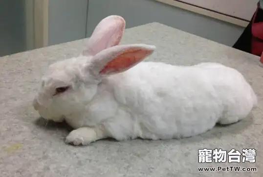 兔子及其飼養注意事項