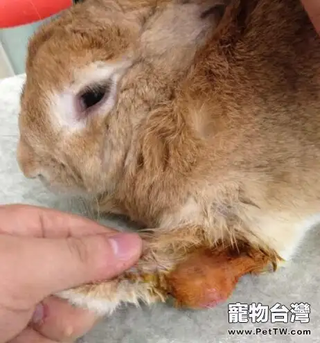 兔子及其飼養注意事項