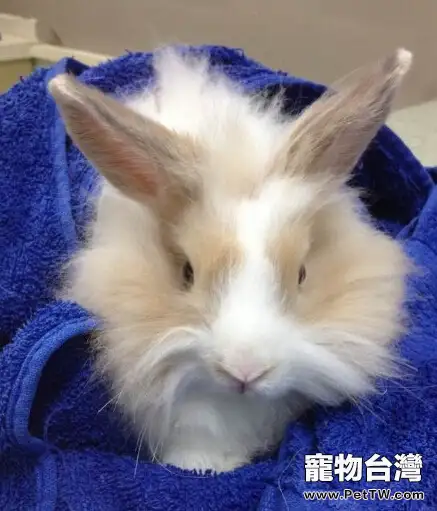 兔子及其飼養注意事項