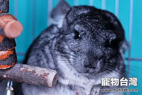 龍貓草類食物的介紹及其優點(1圖)-寵物台灣