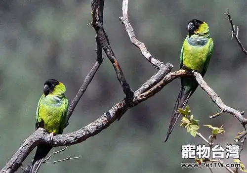 南達錐尾鸚鵡品種簡介(1圖)-寵物台灣