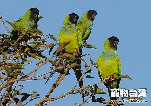 南達錐尾鸚鵡的餵食要點