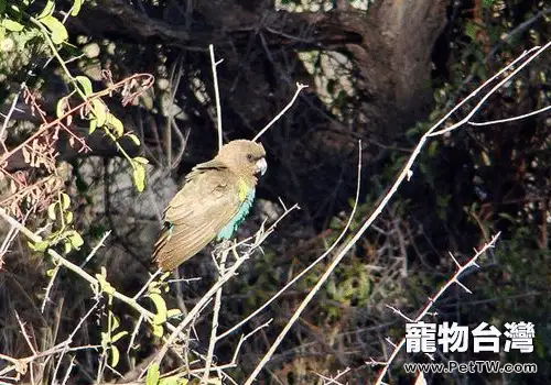 邁耶氏鸚鵡品種簡介