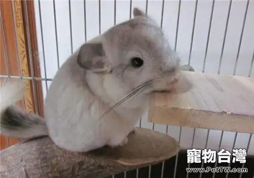 銀斑龍貓的飼養知識(1圖)-寵物台灣