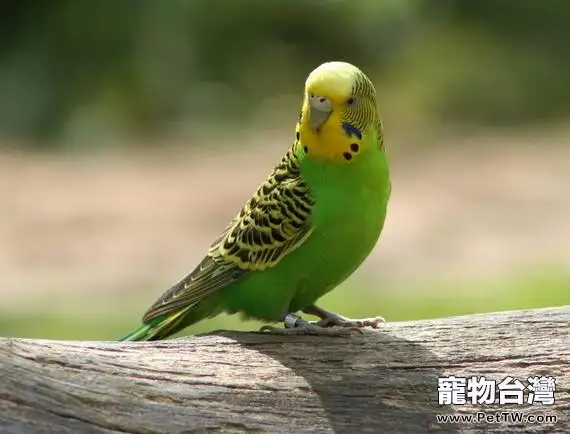 虎皮鸚鵡繁殖期要注意什麼(1圖)-寵物台灣