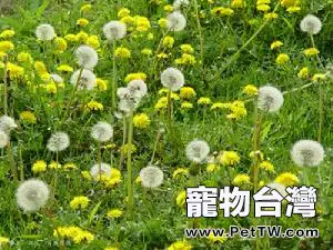 能給兔子治病的中草藥列表(1圖)-寵物台灣