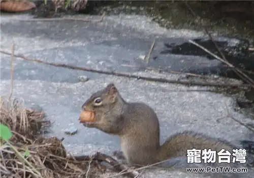 巖松鼠的品種簡介