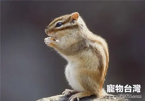 巖松鼠的生活環境(1圖)-寵物台灣