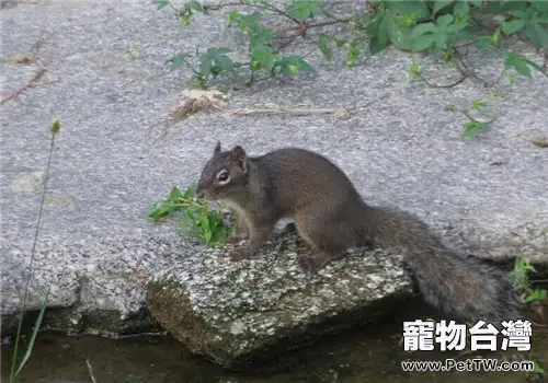 巖松鼠的飼養知識(1圖)-寵物台灣