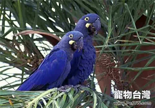 棕櫚鳳頭鸚鵡的品種簡介