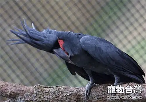 棕櫚鳳頭鸚鵡的形態特徵(1圖)-寵物台灣