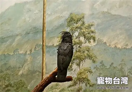 棕櫚鳳頭鸚鵡的生活環境(1圖)-寵物台灣