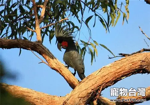 棕櫚鳳頭鸚鵡的飼養知識