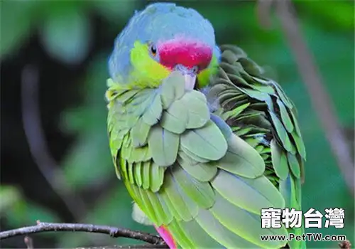 紫冠亞馬遜鸚鵡的品種簡介