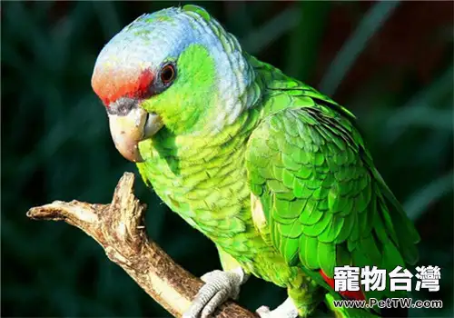 紫冠亞馬遜鸚鵡的形態特徵