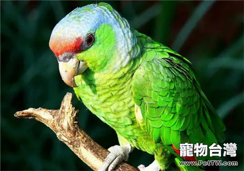 紫冠亞馬遜鸚鵡的形態特徵(1圖)-寵物台灣