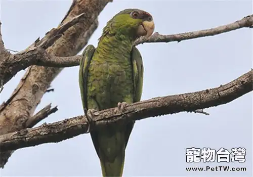 紫冠亞馬遜鸚鵡的生活環境