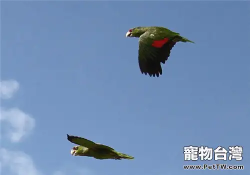 紫冠亞馬遜鸚鵡的飼養知識